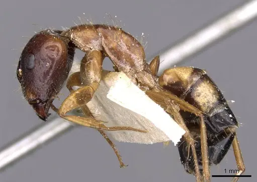 Camponotus irritans - CASENT0910151