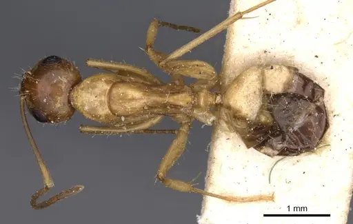 Camponotus irritans - CASENT0910152