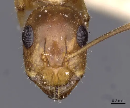 Camponotus irritans - CASENT0910152