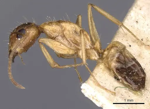 Camponotus irritans - CASENT0910152