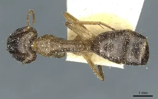 Camponotus irritans - CASENT0911960