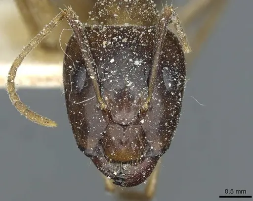 Camponotus irritans - CASENT0911960