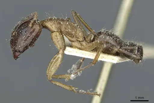 Camponotus irritans - CASENT0911960