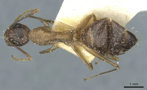 Camponotus irritans - CASENT0911961