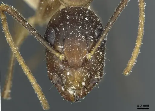 Camponotus irritans - CASENT0911961