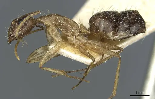 Camponotus irritans - CASENT0911961