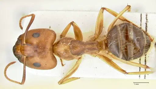 Camponotus irritans - FOCOL2391