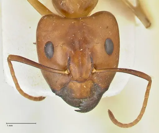 Camponotus irritans - FOCOL2391