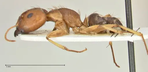 Camponotus irritans - FOCOL2391