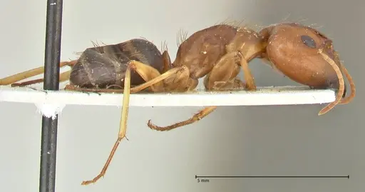 Camponotus irritans - FOCOL2391