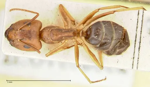 Camponotus irritans - FOCOL2392