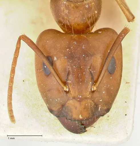 Camponotus irritans - FOCOL2392