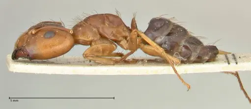 Camponotus irritans - FOCOL2392