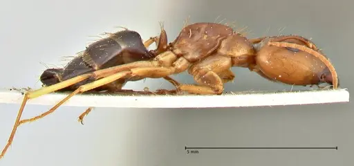 Camponotus irritans - FOCOL2392