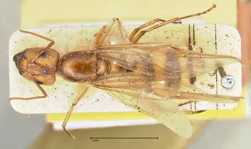 Camponotus irritans - FOCOL2393