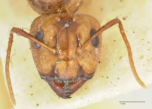 Camponotus irritans - FOCOL2393