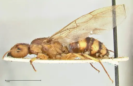 Camponotus irritans - FOCOL2393