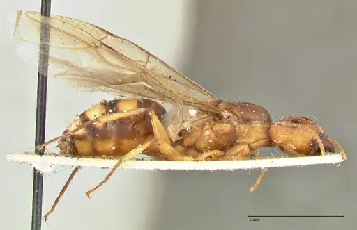 Camponotus irritans - FOCOL2393