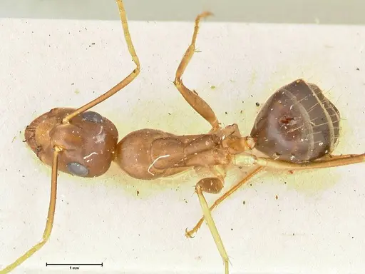 Camponotus irritans - FOCOL2394
