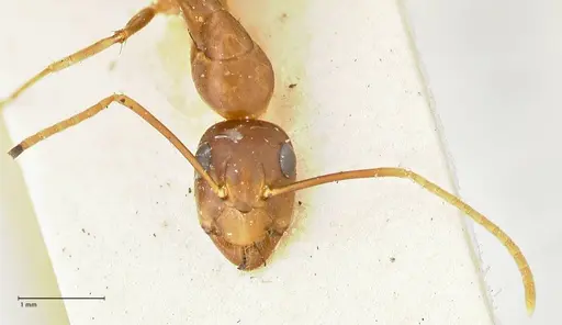 Camponotus irritans - FOCOL2394