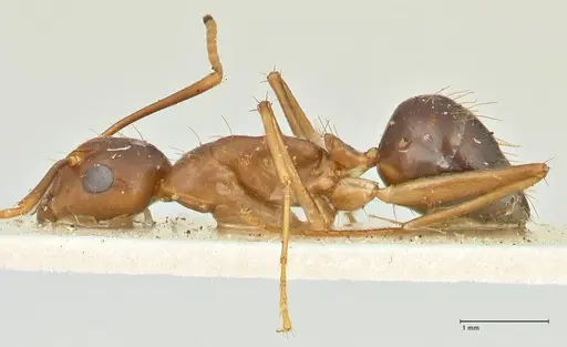 Camponotus irritans - FOCOL2394