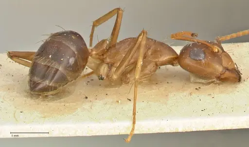 Camponotus irritans - FOCOL2394