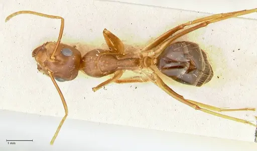 Camponotus irritans - FOCOL2395