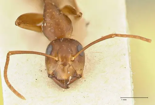 Camponotus irritans - FOCOL2395