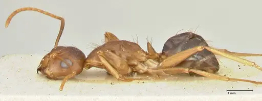 Camponotus irritans - FOCOL2395