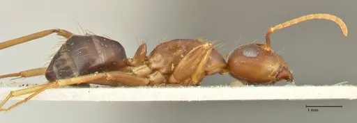 Camponotus irritans - FOCOL2395