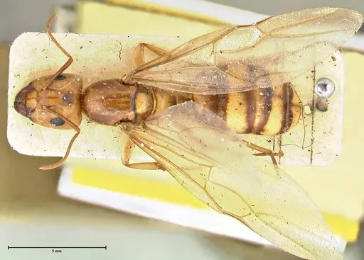 Camponotus irritans - FOCOL2396