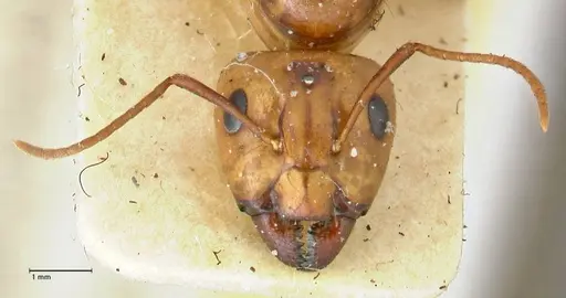 Camponotus irritans - FOCOL2396