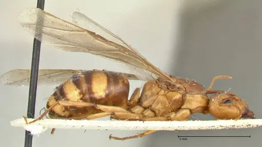 Camponotus irritans - FOCOL2396