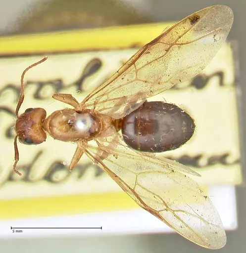 Camponotus irritans - FOCOL2404