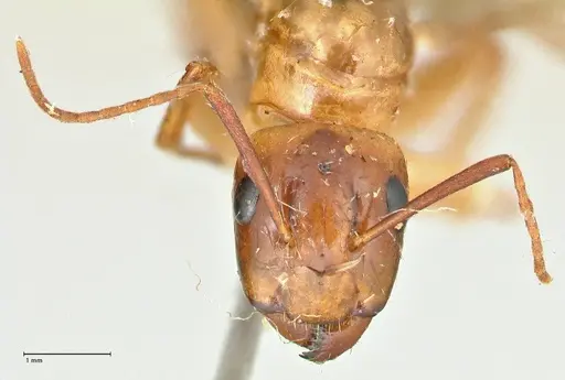 Camponotus irritans - FOCOL2404
