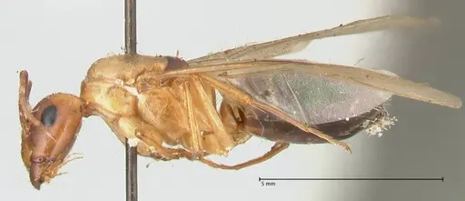 Camponotus irritans - FOCOL2404