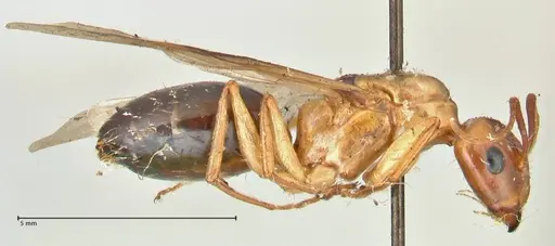 Camponotus irritans - FOCOL2404