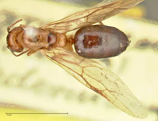 Camponotus irritans - FOCOL2405