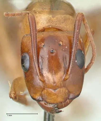 Camponotus irritans - FOCOL2405