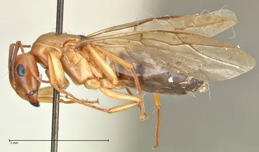 Camponotus irritans - FOCOL2405