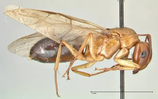 Camponotus irritans - FOCOL2405