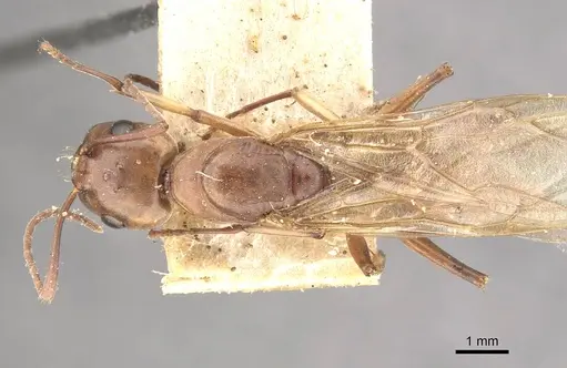 Camponotus isabellae specimen