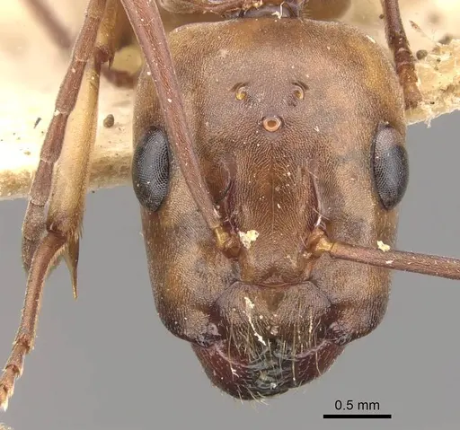 Camponotus isabellae specimen