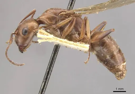 Camponotus isabellae specimen