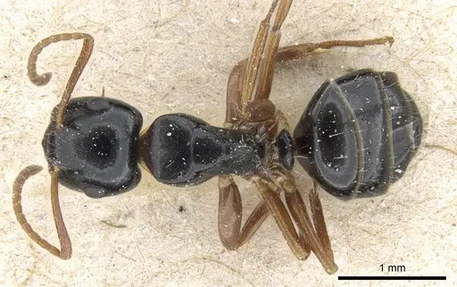 Camponotus itoi specimen