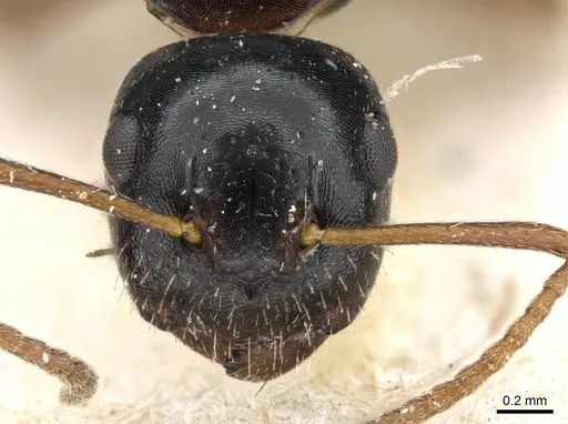 Camponotus itoi specimen