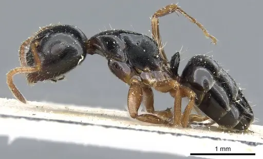 Camponotus itoi specimen