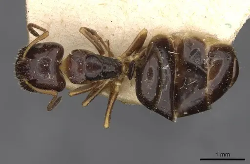 Camponotus itoi - CASENT0910516