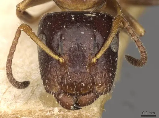 Camponotus itoi - CASENT0910516