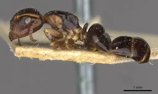 Camponotus itoi - CASENT0910516